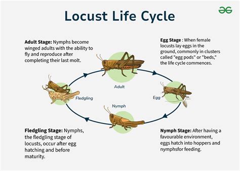 smpw dc.org|Locust.